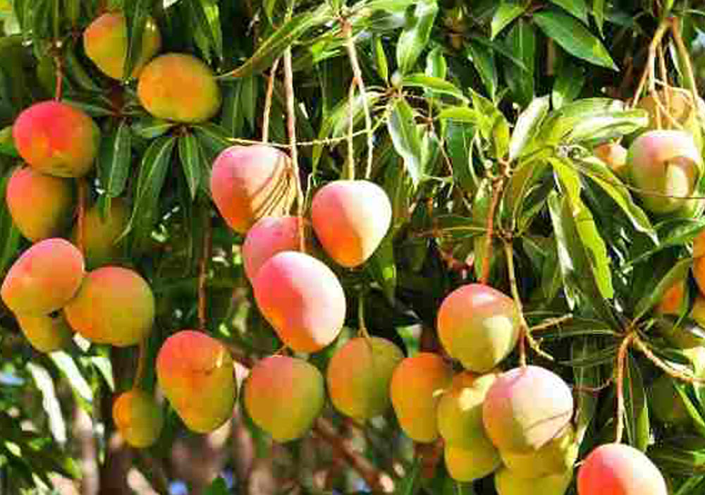 mangoes