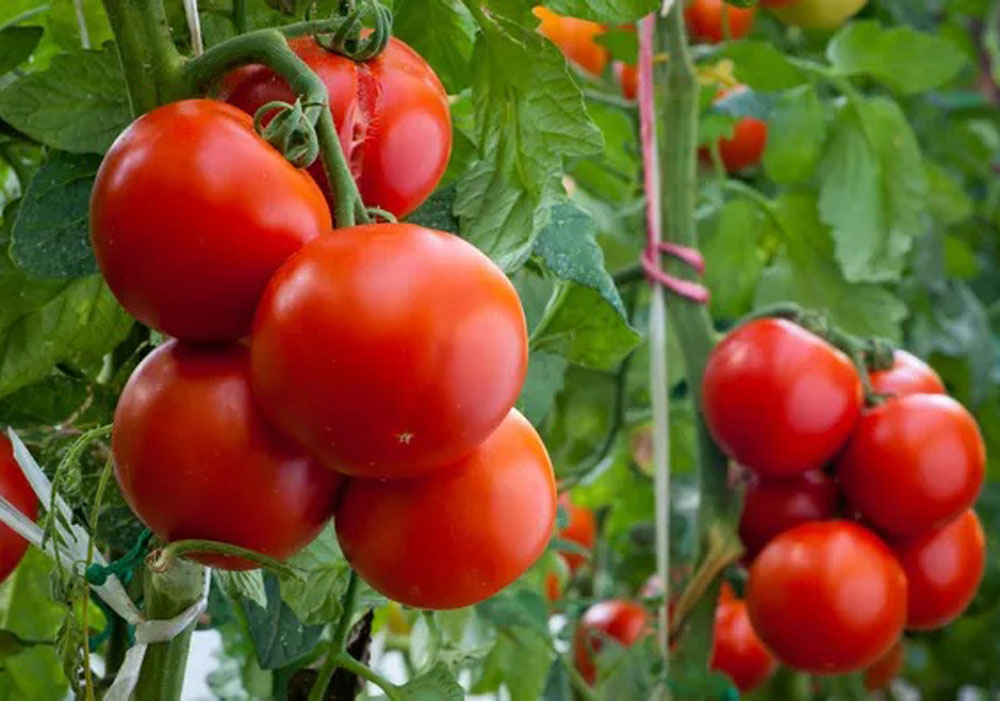 Tomatoes