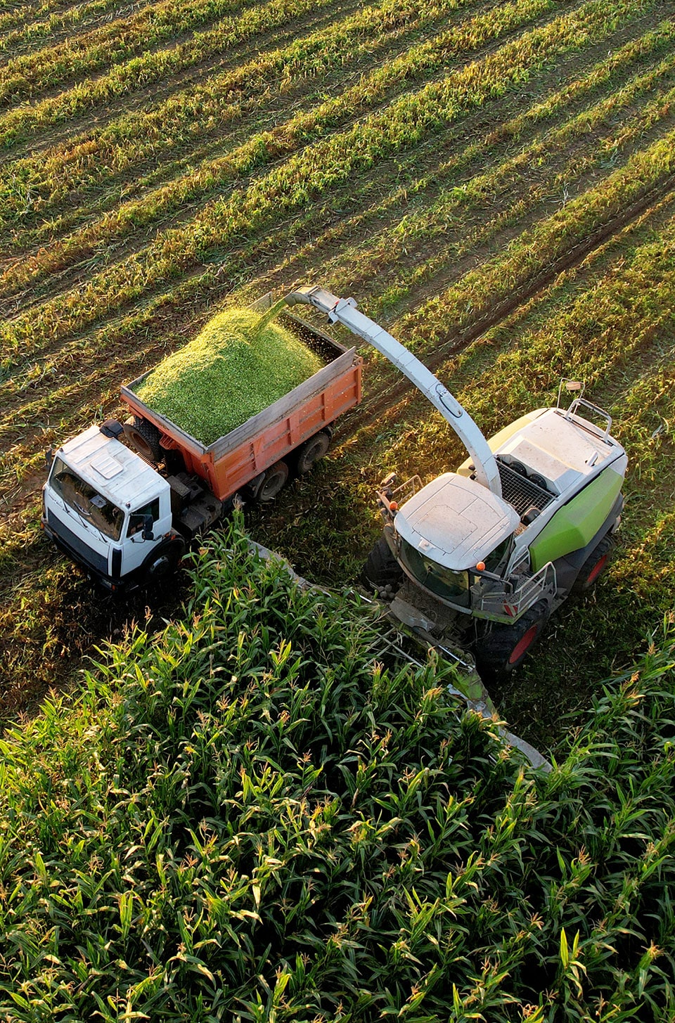 maize plantation